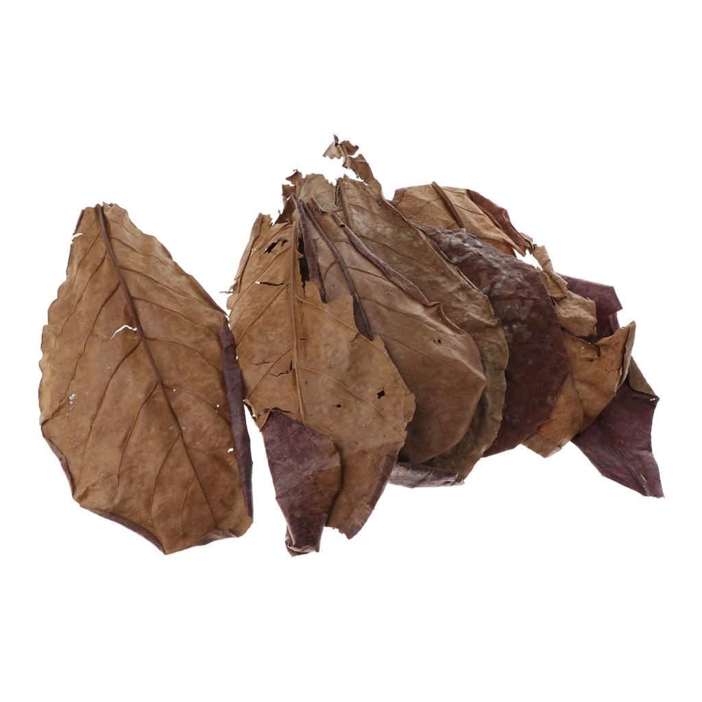 Feuilles d'amande indienne mar - Aquarium Fish Betta avis et prix