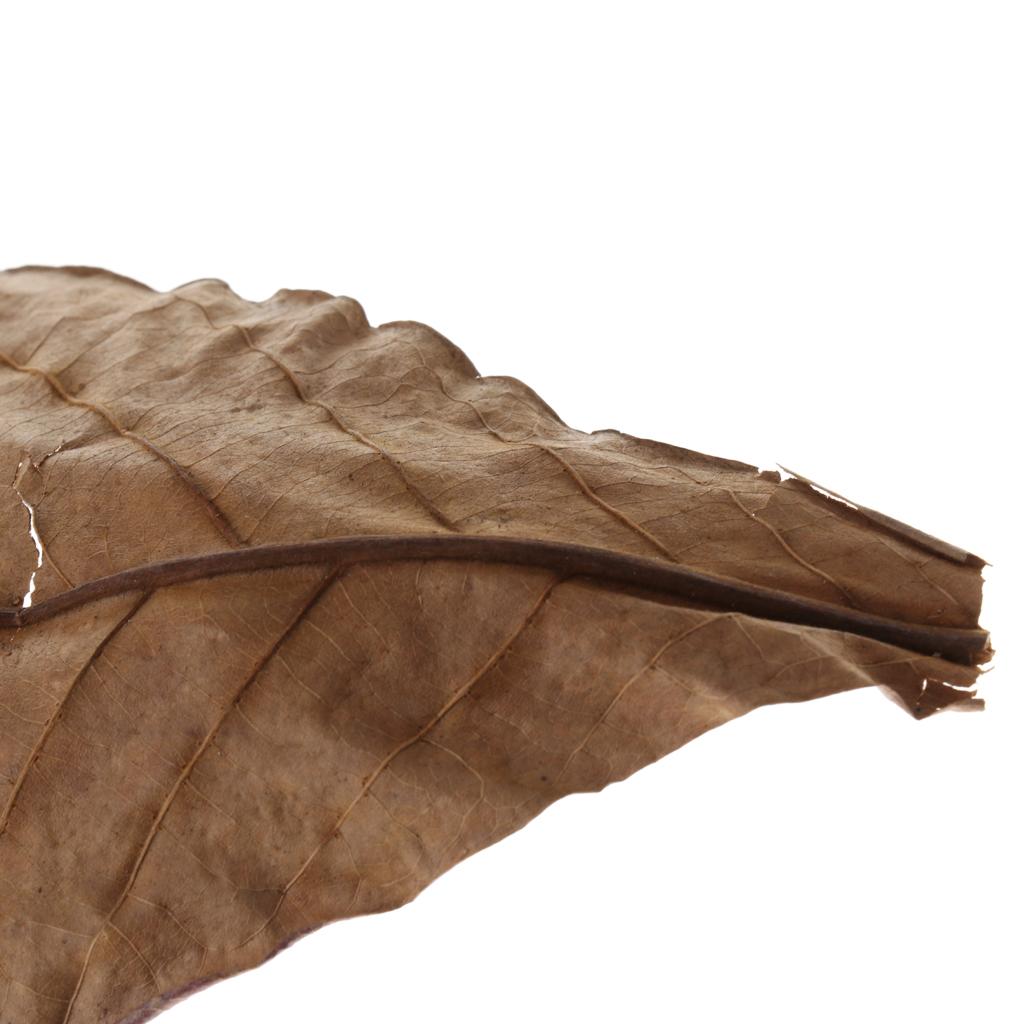 Feuilles d'amande indienne mar - Aquarium Fish Betta avis et prix