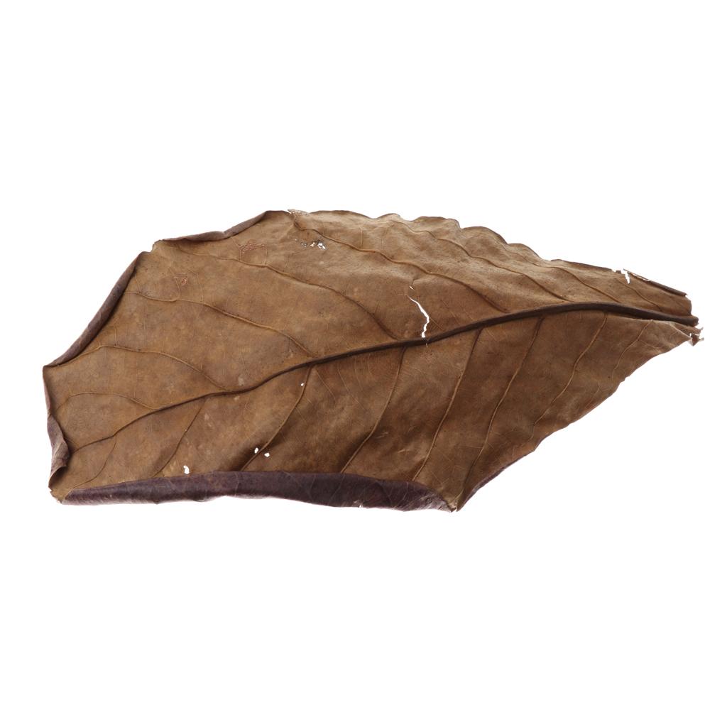 Feuilles d'amande indienne mar - Aquarium Fish Betta avis et prix