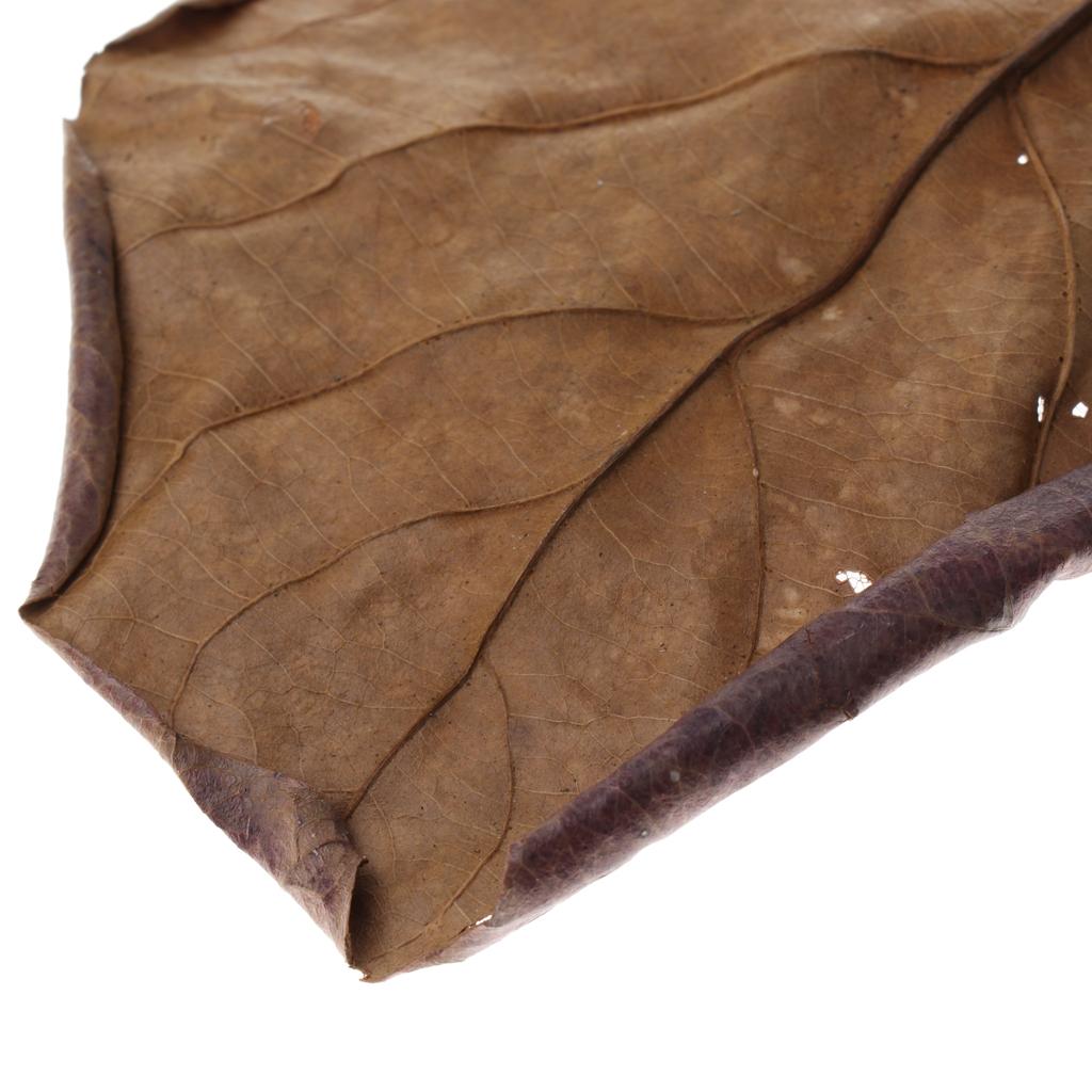 Feuilles d'amande indienne mar - Aquarium Fish Betta avis et prix