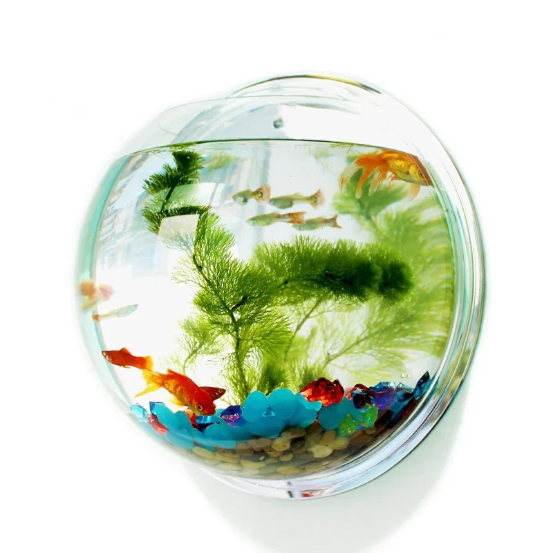 Aquarium mural en acrylique Pi - Betta Fish Tank avis et prix